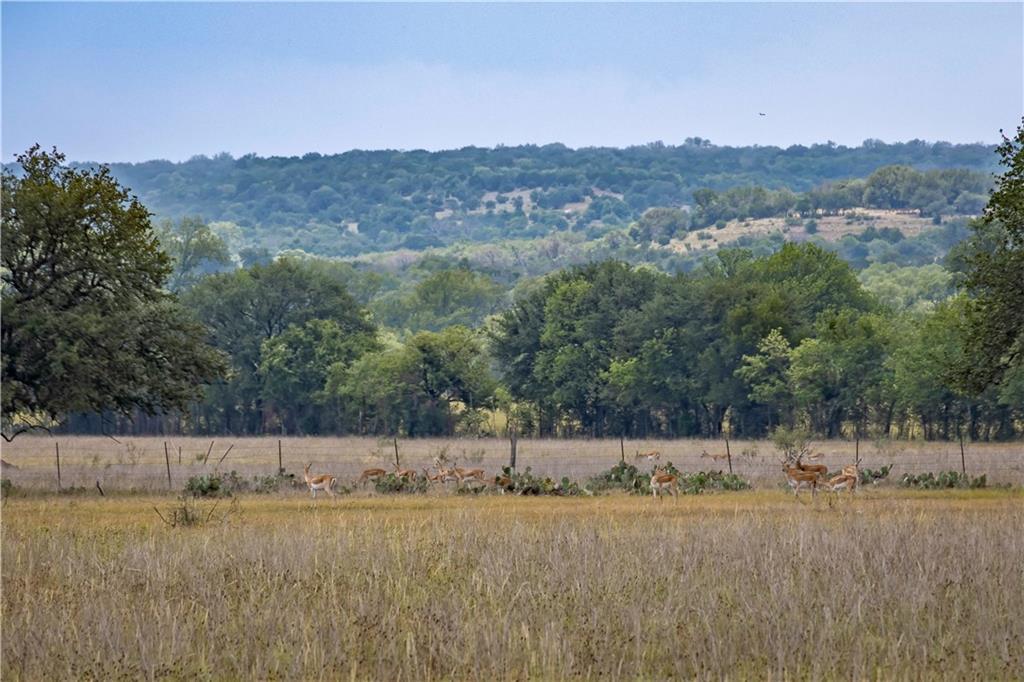 Lot 48 Cattle, 2348264, Kempner, Lot,  for sale, Dave Kapur, Full Circle Real Estate